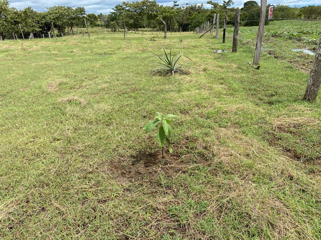 Venta / Lote No 15 - 624 Mt2 - San Luis / Tolima / Colombia